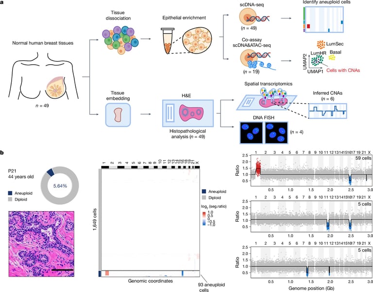 Normal Breast Cells Show Cancer-Linked Chromosomal Changes: New Study Challenges Genetic Beliefs