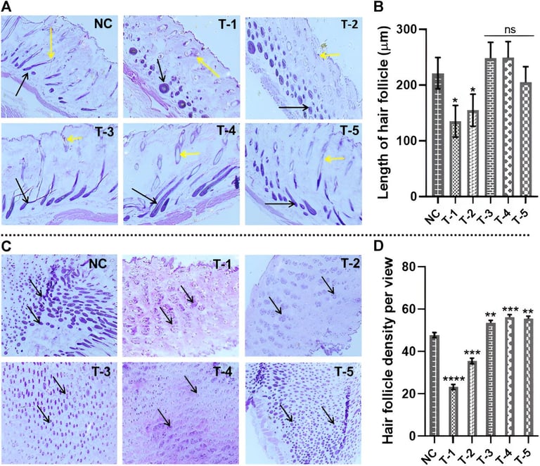 New Hope for Baldness: Natural Compound 2dDR Stimulates Hair Regrowth, Shows Promise in Study