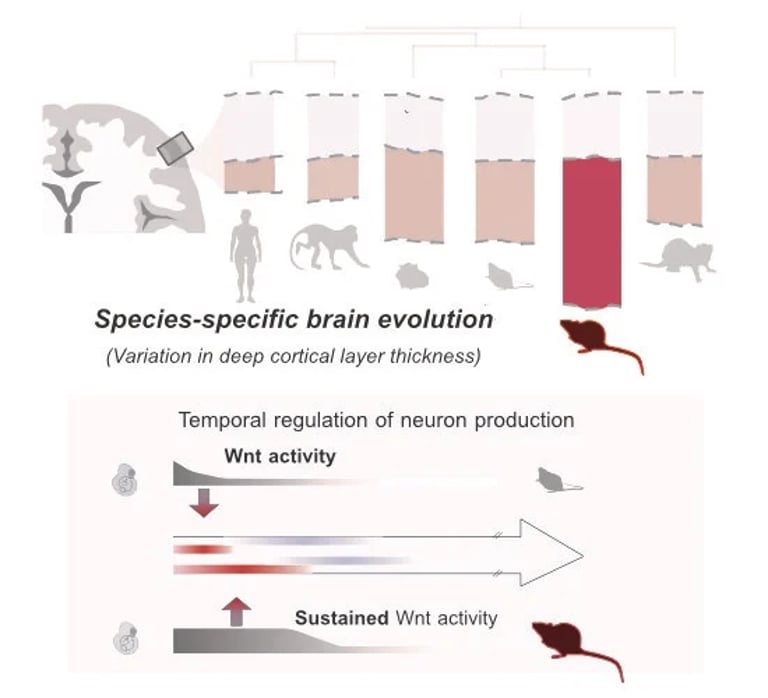 Study Unveils How Neural Progenitor Aging Shapes Brain Evolution and Species-Specific Development
