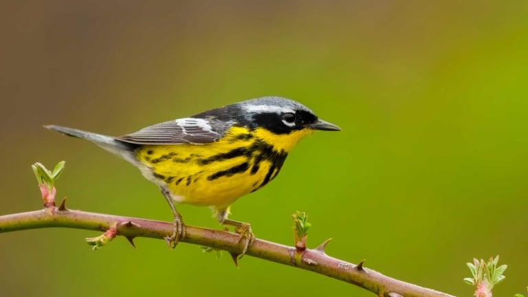 Study Unveils Cross-Species Gene Sharing Behind Warbler Colors, Redefining Evolutionary Connections