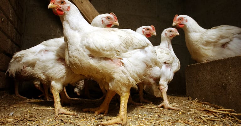 Avian Flu Outbreak in Belgium: Flamingo Deaths and Cross-Border Spread Raise Alarm