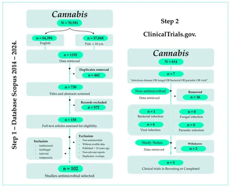 Unlocking Cannabis: New Hope in the Fight Against Superbugs and Drug-Resistant Infections