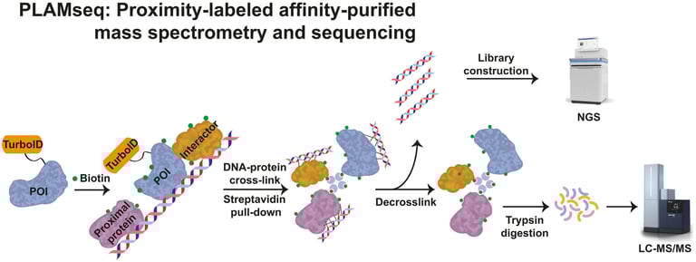 PLAMseq Revolutionizes Chromatin Biology: Unveils Protein-DNA Interactions in Single Experiment