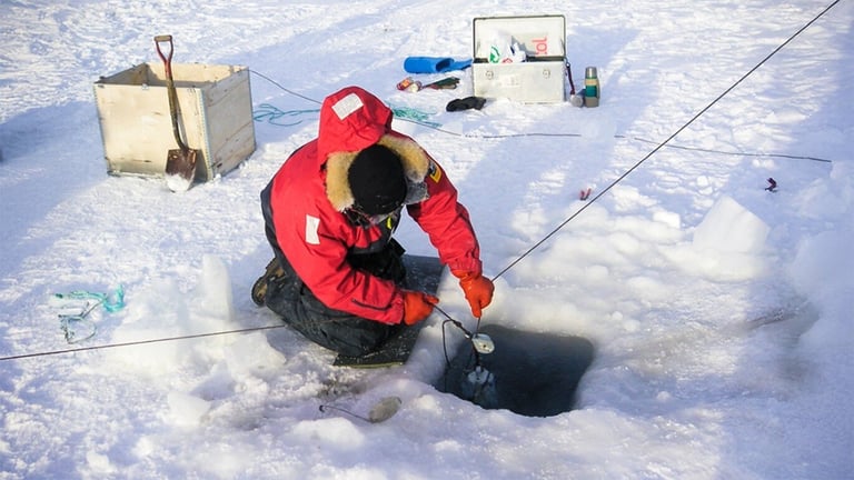 Melting Sea Ice Alters Underwater Light, Threatens Marine Life and Climate Stability