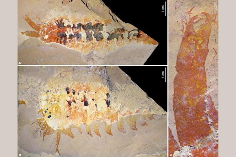 500-Million-Year-Old Fossil Redefines Origins of Spiders, Scorpions, and Horseshoe Crabs