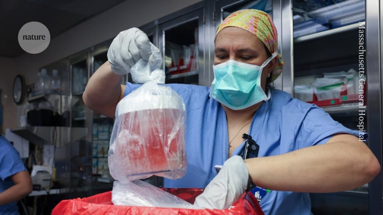 62-Year-Old Receives First Genetically Edited Pig Kidney, Signals Transplant Breakthrough