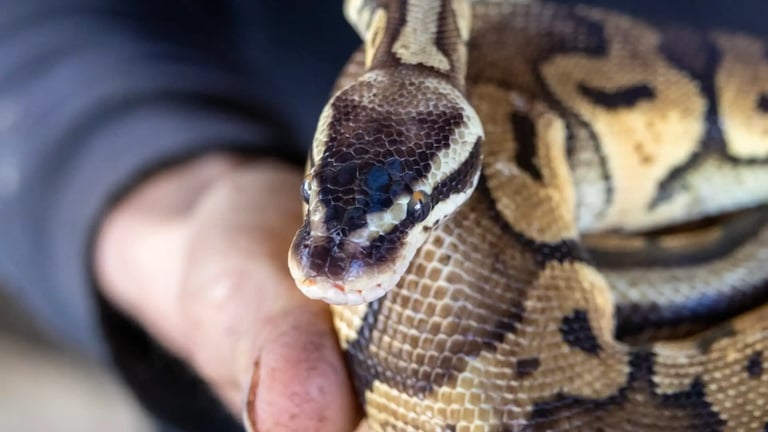 UF Researchers Use Radio-Tagged Pythons to Combat Invasive Species in Everglades