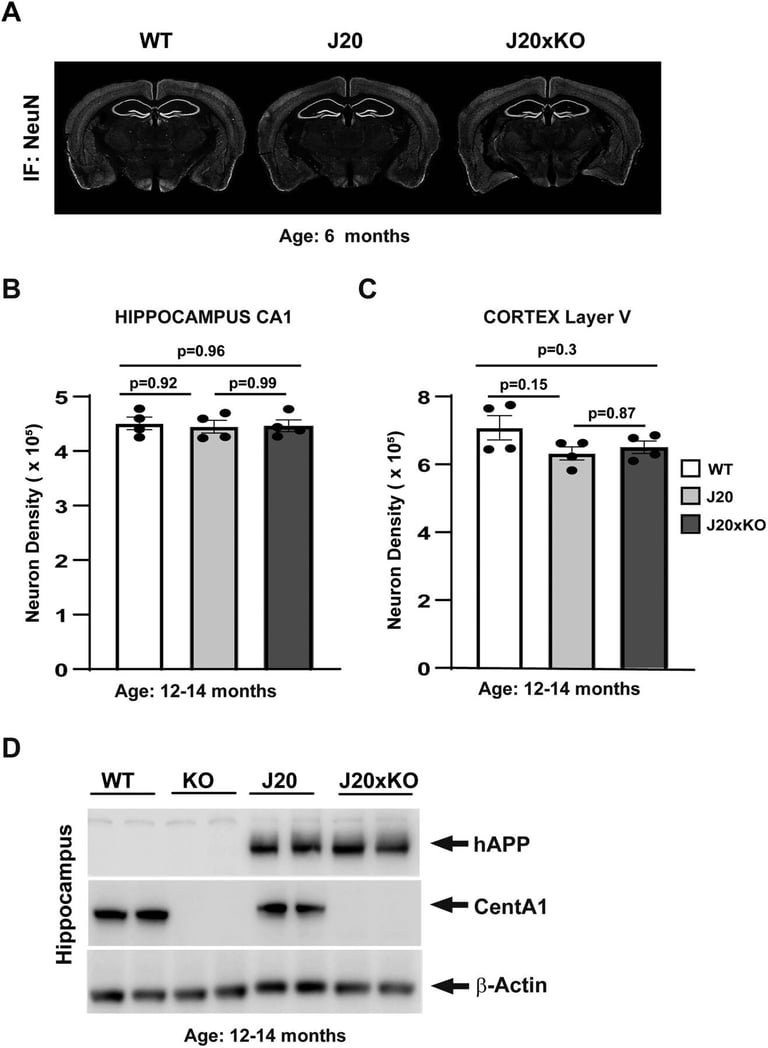 Centaurin-11: A New Hope for Alzheimer's and Neurodegenerative Disease Treatment?