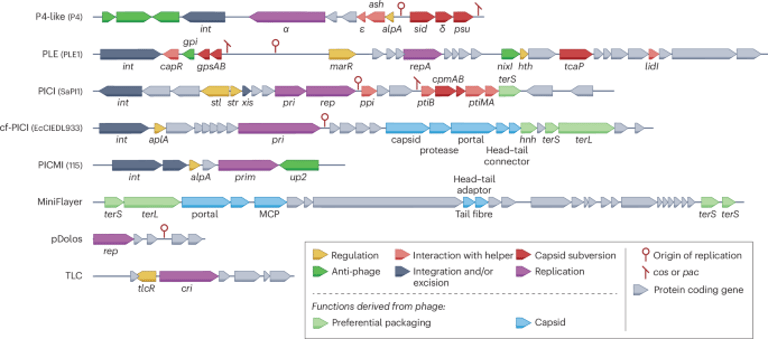 New Research Unveils Phage Satellites' Role in Bacterial Evolution and Pathogenicity