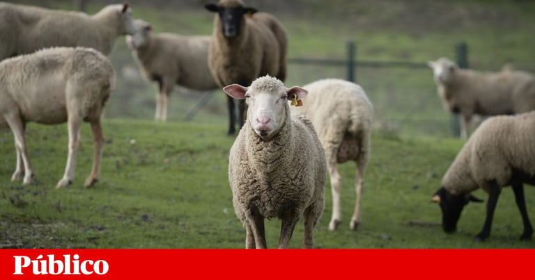 First-Ever H5N1 Case in UK Sheep Raises Concerns of Virus Spread Across Species