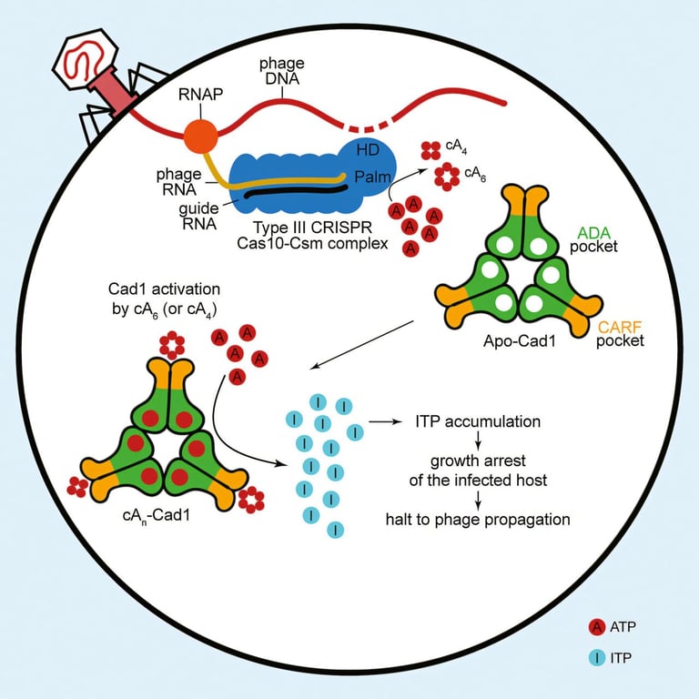 Breakthrough in CRISPR: New Cas10 System Unveils Viral Defense and Advanced Gene Editing