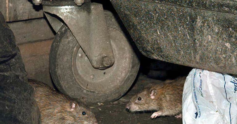 UK Rat Infestations Surge Amid Record Warmth and Flooding