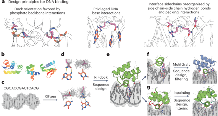 Breakthrough in DNA-Targeting: New Computational Method Designs Highly Specific DNA-Binding Proteins