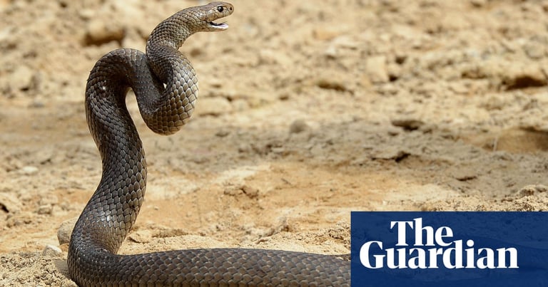 Man Dies from Deadly Snake Bite While Saving Townsville Kindergarten