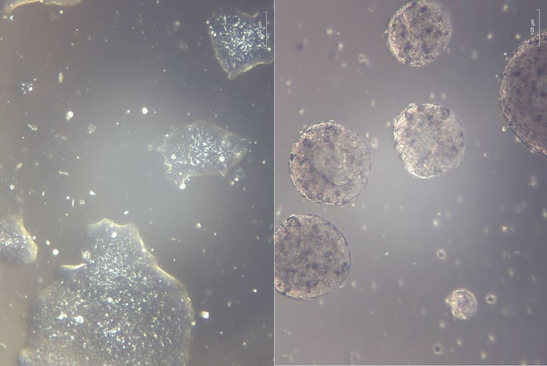 JAXA & NASA Collaborate on Space Station for Breakthroughs in Plant Growth and Regenerative Medicine