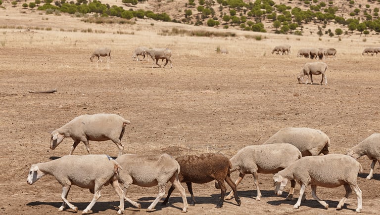 EU Faces €90 Billion Annual Farm Loss by 2050 Due to Climate Change, Report Warns