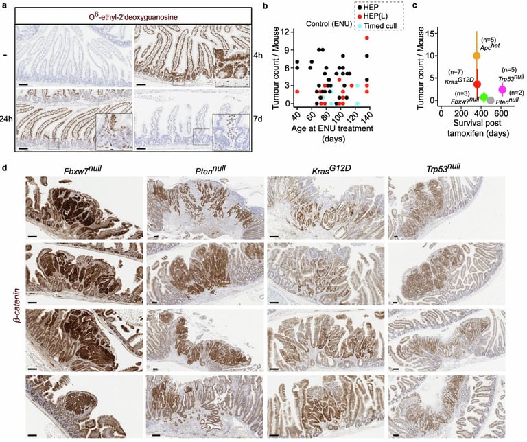 New Study Reveals Early Mutation Sequence Critical in Preventing Intestinal Tumors