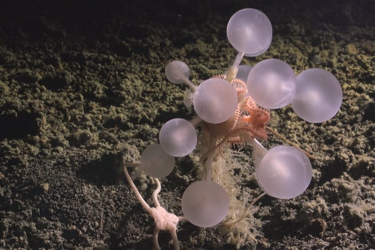 30 New Sea Species Discovered: Deep-Sea Expedition Unveils Southern Ocean Wonders