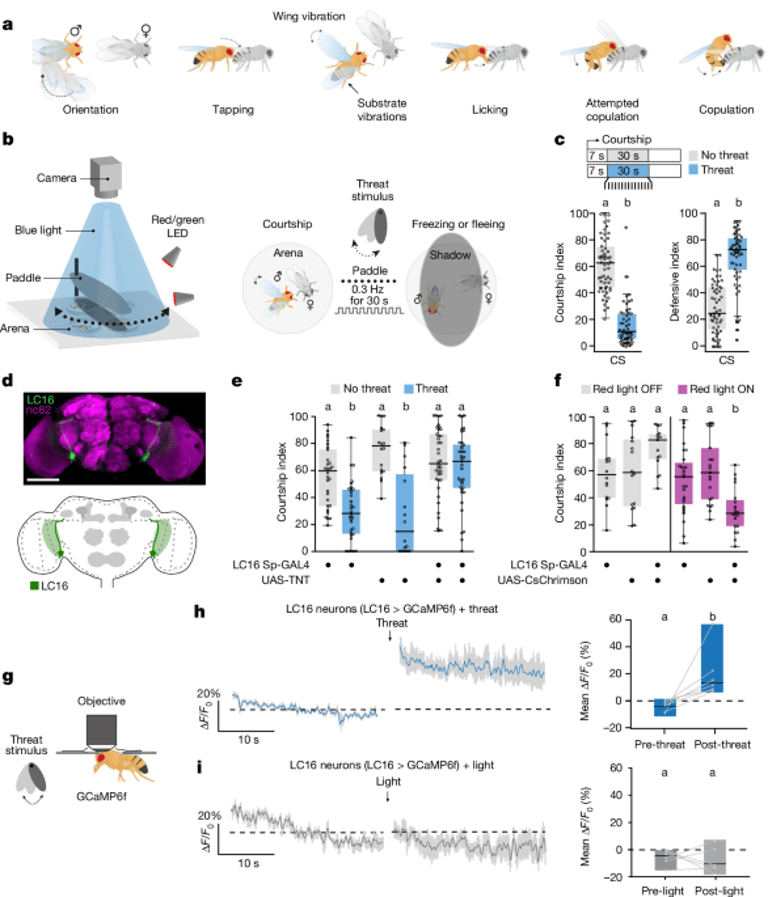 Dopamine Drives Fruit Flies to Risk It All for Love, Ignoring Threats: New Study Reveals