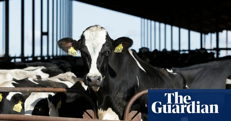 WHO Calls for Vigilance as H5N1 Avian Flu Detected in U.S. Pasteurized Milk