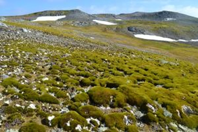 Antarctica's Rapid Greening: Vegetation Surges Tenfold Amid Climate Change