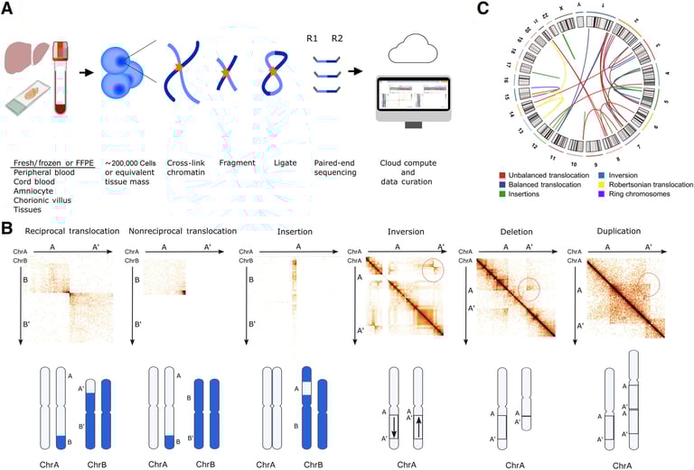 Revolutionary 3D Genome Mapping Unveils Hidden DNA Variants, Paving Way for Precision Medicine