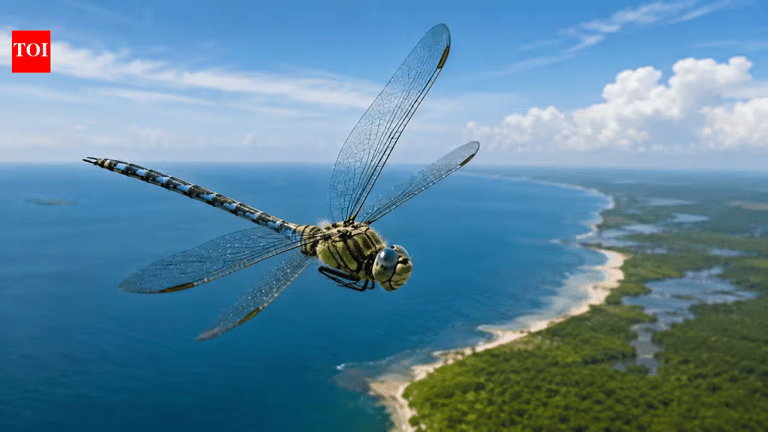 Tiny Dragonfly Sets Record for Longest Insect Migration, Surpassing Monarch Butterflies