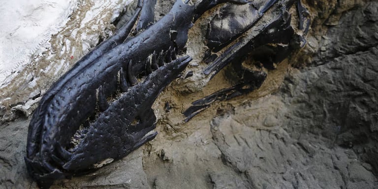 New Fossil Evidence Suggests Nanotyrannus Is a Distinct Species, Challenging T. Rex Theories