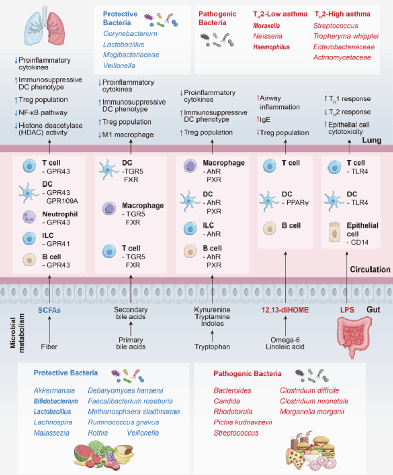 New Asthma Therapies Target Core Drivers, Offering Hope for Millions Worldwide