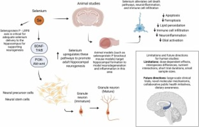 Selenium: Key to Combating Age-Related Cognitive Decline and Boosting Brain Health