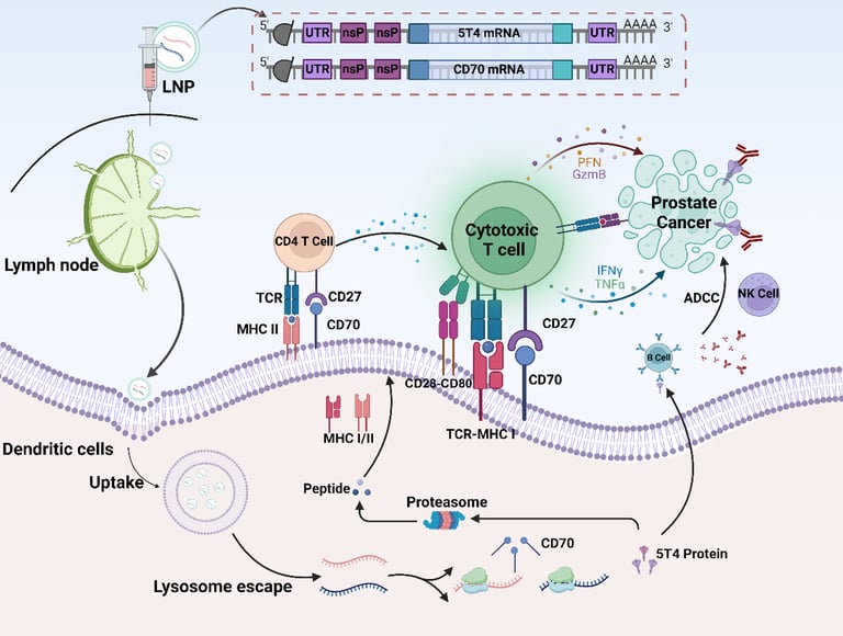 Innovative mRNA Vaccine Combines 5T4 and CD70 for Enhanced Prostate Cancer Immunotherapy