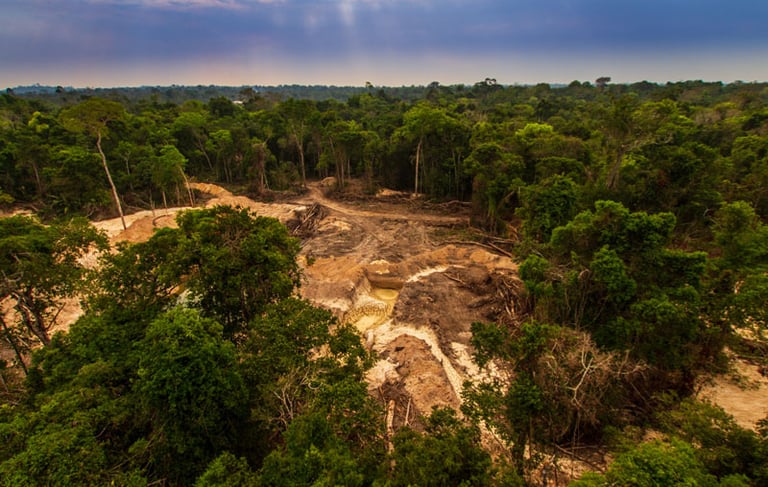 UK Tightens Rules on Deforestation-Linked Imports, Aligns with EU Standards