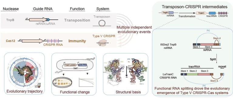 Breakthrough in CRISPR Evolution: Chinese Scientists Unveil RNA Innovations Driving Genomic Advancements