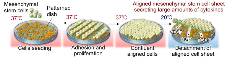 Hiroshima University Unveils Breakthrough Aligned Stem Cell Sheets for Enhanced Tissue Repair