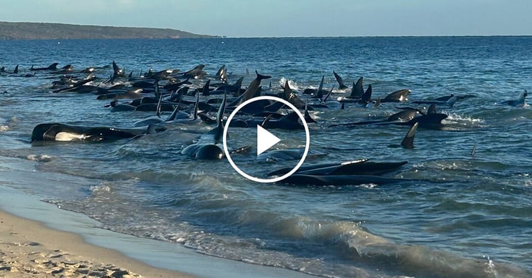Over 100 Whales Stranded in Western Australia; Rescue Efforts Underway