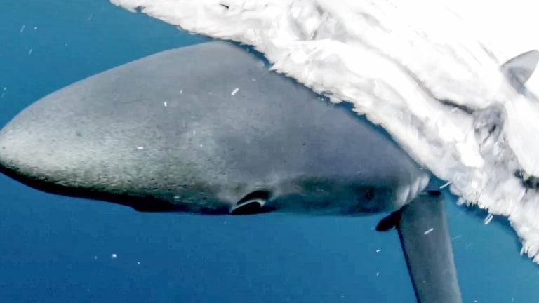 Shark Attack at Port Noarlunga Leaves Swimmer Critical, Prompts Beach Closure Amid Rising Concerns
