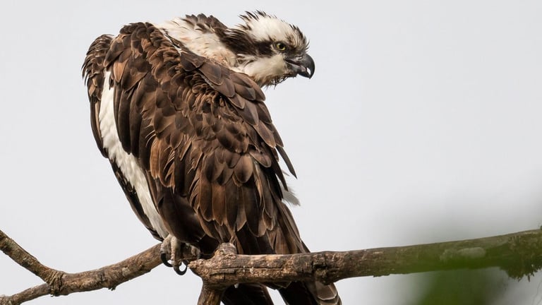 Ospreys Breed Successfully at RSPB Campfield Marsh, Marking Milestone for England's Bird Conservation