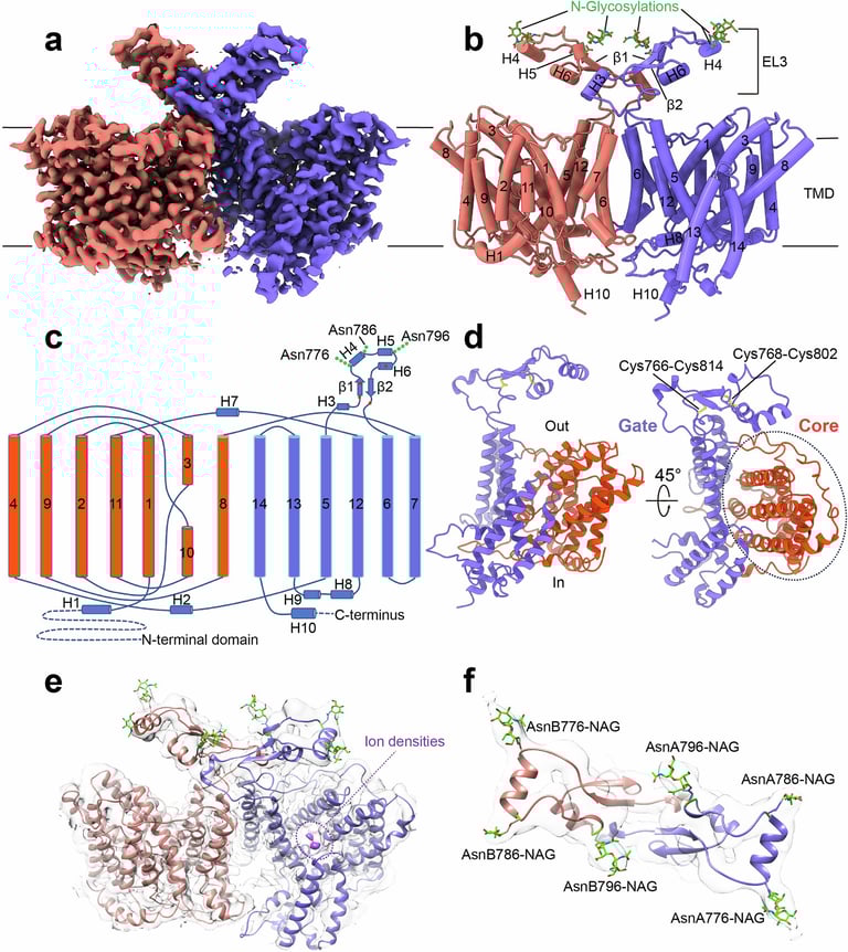 Breakthrough Study Maps Atomic Structure of Key Breast Cancer Transporter, Paving Way for Targeted Drugs