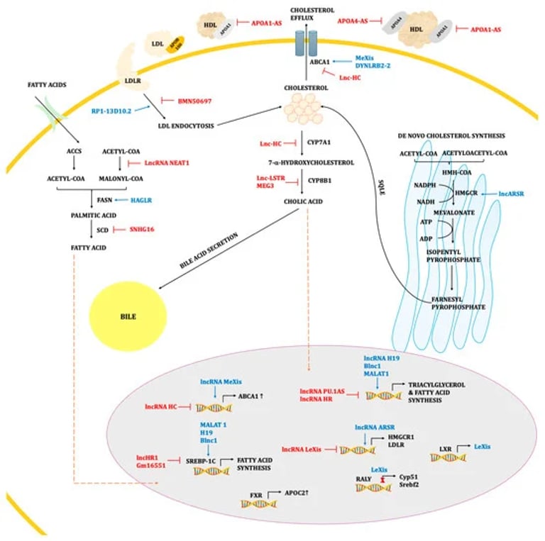 Unlocking New Cancer Therapies: The Role of Non-Coding RNAs in Peritoneal Carcinomatosis and Prostate Cancer