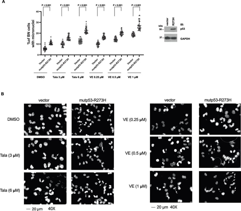 Mutant p53 Insights: Tailoring Immunotherapy for Enhanced Cancer Treatment
