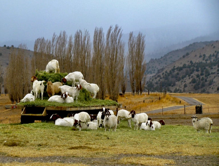 Global Call for Pro-Animal Foreign Policy to Tackle Climate, Health, and Trade Challenges