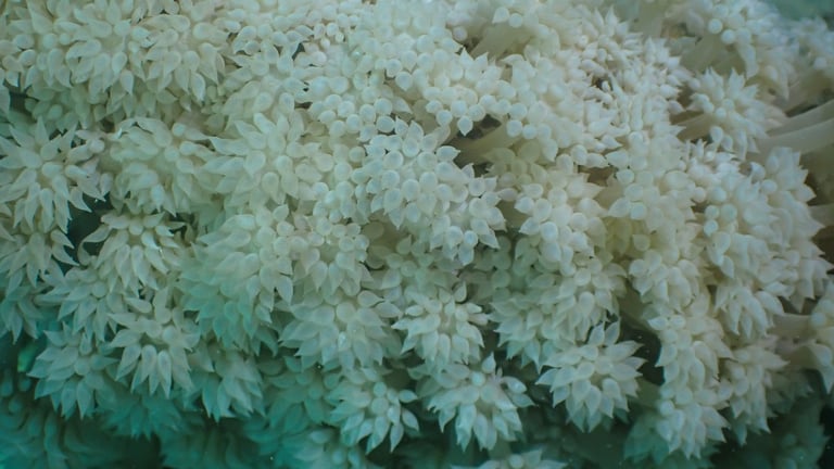 Rare Resilient Corals Found in Western Australia Defy Heatwave, Urgent Protection Called