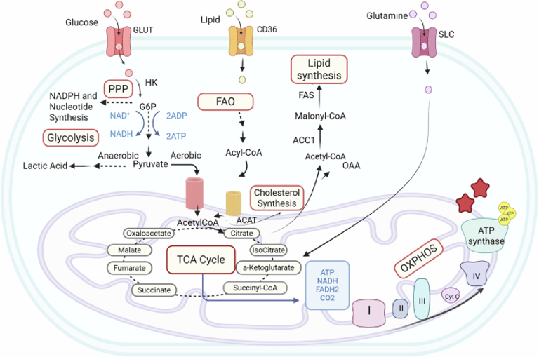 Targeting Glycolysis May Hold Key to Treating Autoimmune Diseases Like MS