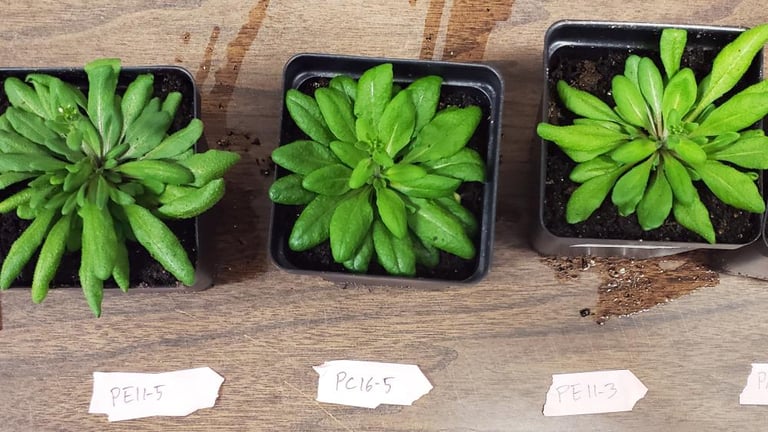 Breakthrough Study Reveals Sugars as Key Players in Plant Stomatal Regulation and Crop Resilience