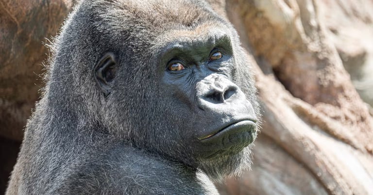 Gorilla Swap: Boston & Pittsburgh Zoos Make MLB-Style Trade to Boost Genetic Diversity