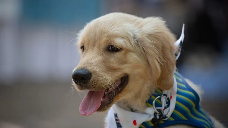 Study Reveals Dogs May Communicate Complex Ideas Using Sound Buttons