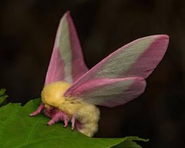 Rare Speciation Unveiled: Moths Evolve Through Day-Night Activity Shifts