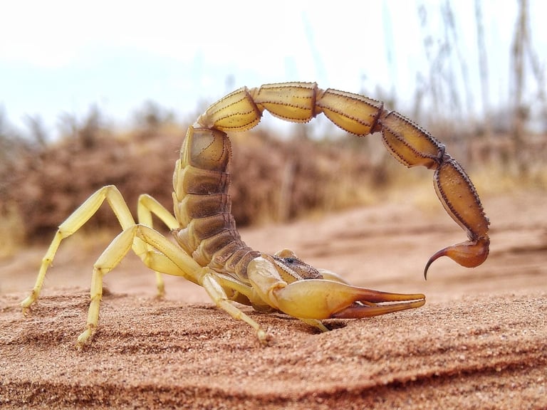 Scorpion Stingers and Pincers Enhanced by Metal Infusion: New Study Reveals Evolutionary Trade-offs