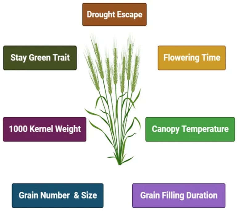 Climate-Resilient Crops: Breakthroughs in Early-Maturing Wheat and Mutagenized Coffee to Combat Global Food Security Threats