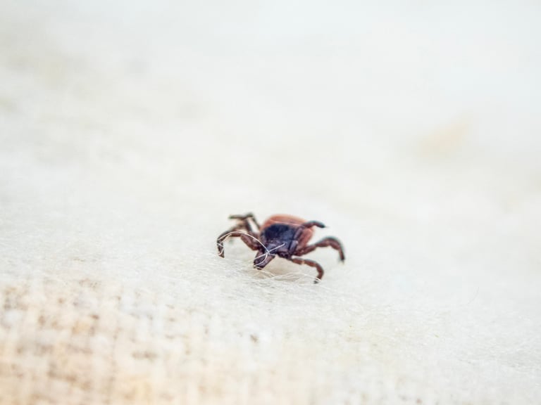 Tufts Leads 5-Year Study on Persistent Lyme Disease Symptoms with Over 1,200 Patients Enrolled